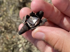 Astraeus hygrometricus