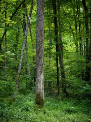 Tilia americana
