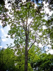 Tilia americana