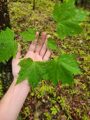 Acer rubrum