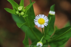 Erigeron annuus