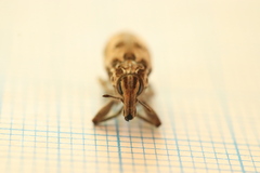 Coniocleonus excoriatus