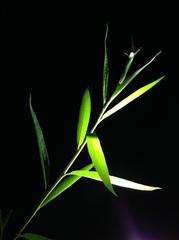 Salix babylonica