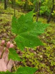 Acer rubrum