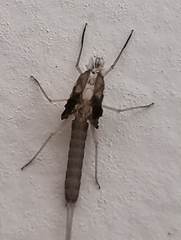Ephemeroptera
