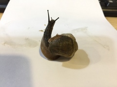 Helicoidea