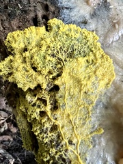 Physarum polycephalum