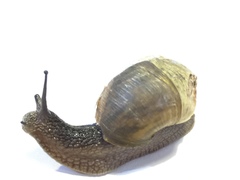 Helicoidea