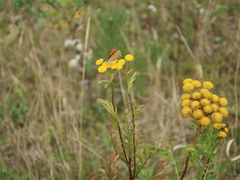 Lycaena virgaureae