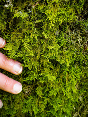 Thuidium delicatulum