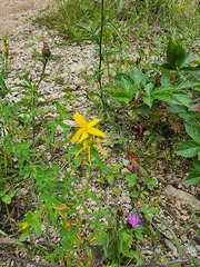 Hypericum perforatum