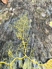Physarum polycephalum