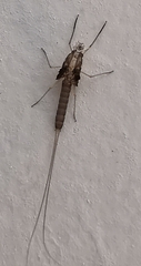 Ephemeroptera