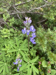 Lupinus latifolius