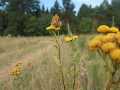 Lycaena virgaureae