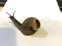 Helicoidea