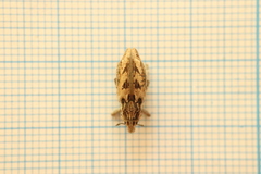 Coniocleonus excoriatus