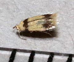 Nepticuloidea