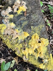 Physarum polycephalum