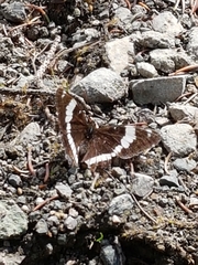 Limenitis
