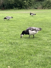 Branta leucopsis
