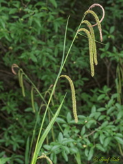 Carex pendula
