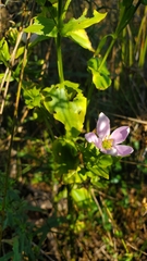 Sabatia angularis