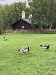 Branta leucopsis