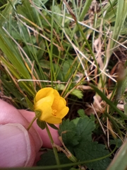 Potentilla reptans