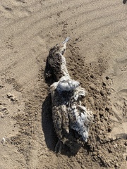 Spheniscus magellanicus