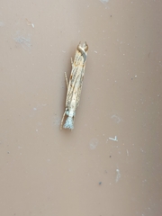 Agriphila geniculea