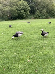 Branta leucopsis