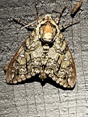 Ceratomia undulosa
