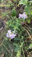 Saponaria officinalis