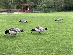 Branta leucopsis