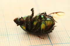 Sericotrupes niger