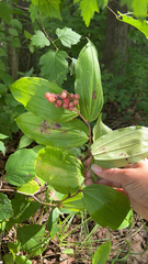 Maianthemum racemosum