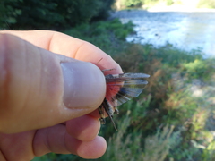 Acrotylus insubricus