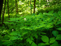 Actaea