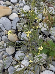 Raphanus raphanistrum