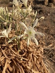 Pancratium maritimum
