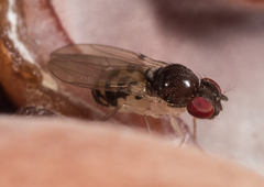 Drosophilidae
