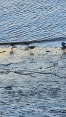 Tringa totanus