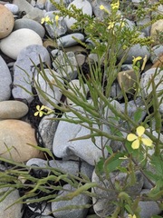 Raphanus raphanistrum