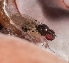 Drosophilidae