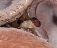 Drosophilidae