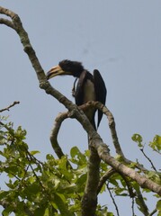 Lophoceros fasciatus