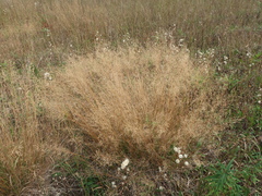 Poaceae