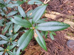 Quercus sessilifolia
