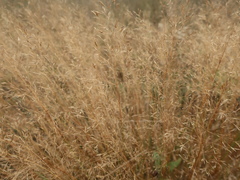 Poaceae